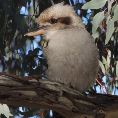 Dacelo novaeguineae (Laughing Kookaburra) at Conder, ACT - 11 Jun 2017 by MichaelBedingfield