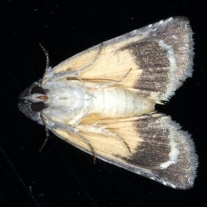 Prorocopis euxantha at Ainslie, ACT - 30 Nov 2020