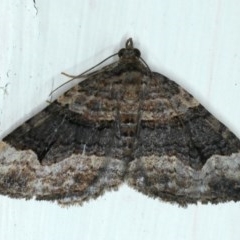 Epyaxa subidaria (Subidaria Moth) at Ainslie, ACT - 30 Nov 2020 by jbromilow50