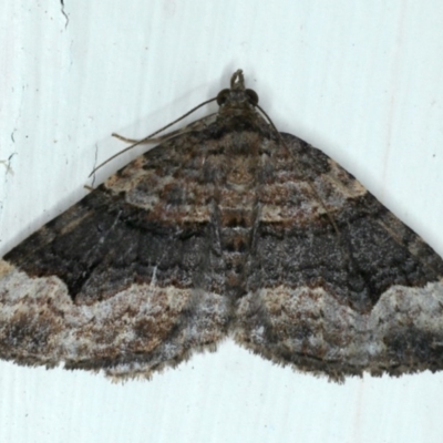 Epyaxa subidaria (Subidaria Moth) at Ainslie, ACT - 30 Nov 2020 by jbromilow50