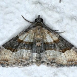 Epyaxa subidaria at Ainslie, ACT - 30 Nov 2020