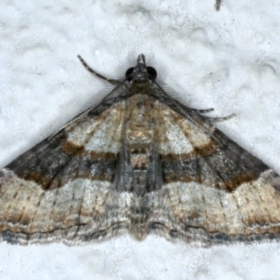 Epyaxa subidaria (Subidaria Moth) at Ainslie, ACT - 30 Nov 2020 by jbromilow50