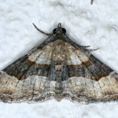 Epyaxa subidaria (Subidaria Moth) at Ainslie, ACT - 30 Nov 2020 by jb2602