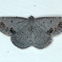 Taxeotis intextata (Looper Moth, Grey Taxeotis) at Ainslie, ACT - 30 Nov 2020 by jb2602