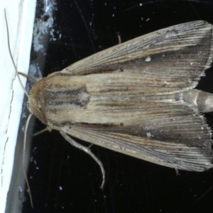 Leucania stenographa at Ainslie, ACT - 30 Nov 2020