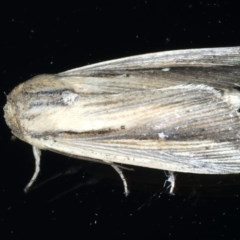 Leucania stenographa at Ainslie, ACT - 30 Nov 2020