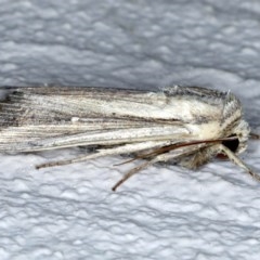 Leucania stenographa at Ainslie, ACT - 30 Nov 2020 10:46 PM