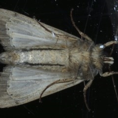 Leucania stenographa at Ainslie, ACT - 30 Nov 2020