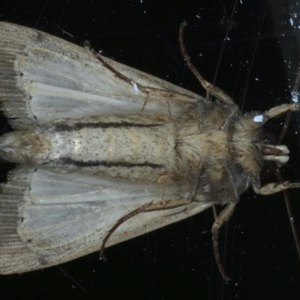 Leucania stenographa at Ainslie, ACT - 30 Nov 2020