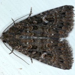 Condica aroana (Small Condica Moth) at Ainslie, ACT - 30 Nov 2020 by jb2602