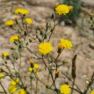 Crepis capillaris at Denman Prospect, ACT - 1 Dec 2020 01:54 PM