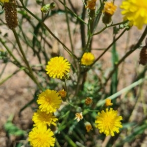 Crepis capillaris at Denman Prospect, ACT - 1 Dec 2020 01:54 PM