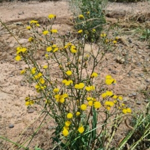 Crepis capillaris at Denman Prospect, ACT - 1 Dec 2020 01:54 PM