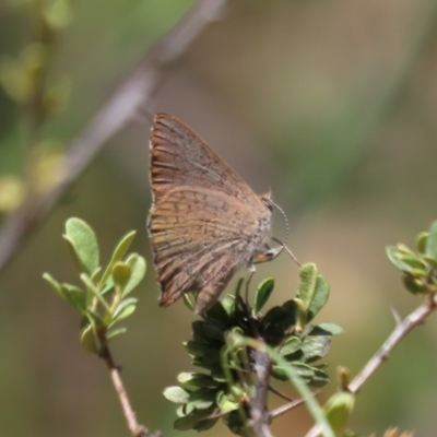 Paralucia pyrodiscus (Fiery Copper) at Theodore, ACT - 1 Dec 2020 by Owen