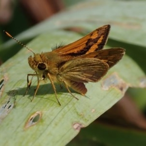 Ocybadistes walkeri at Spence, ACT - 25 Nov 2020