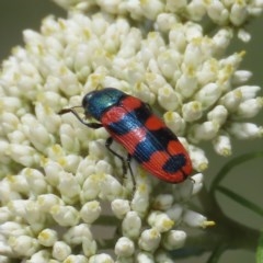 Castiarina crenata (Jewel beetle) at Tuggeranong DC, ACT - 1 Dec 2020 by Owen