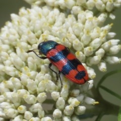 Castiarina crenata (Jewel beetle) at Tuggeranong Hill - 1 Dec 2020 by owenh