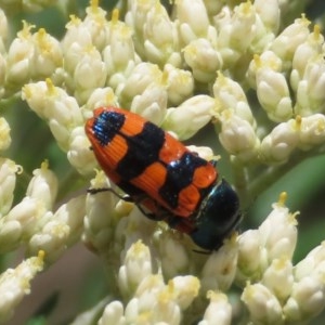 Castiarina crenata at Tuggeranong DC, ACT - 1 Dec 2020 12:55 PM