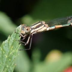 Austrolestes leda (Wandering Ringtail) at Spence, ACT - 24 Nov 2020 by Laserchemisty