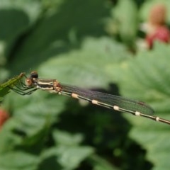 Austrolestes leda at Spence, ACT - 24 Nov 2020