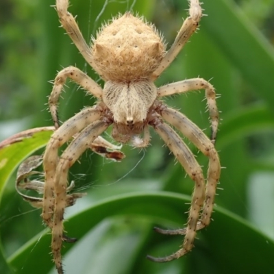 Araneinae (subfamily) (Orb weaver) at Spence, ACT - 16 Nov 2020 by Laserchemisty