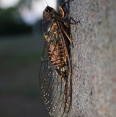 Yoyetta robertsonae (Clicking Ambertail) at Mount Rogers - 30 Nov 2020 by Laserchemisty