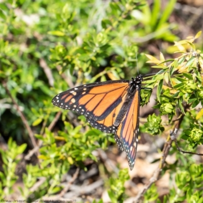 Danaus plexippus (Monarch) at Acton, ACT - 30 Nov 2020 by Roger