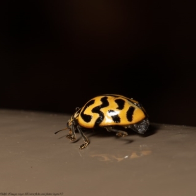 Cleobora mellyi (Southern Ladybird) at Acton, ACT - 1 Dec 2020 by Roger