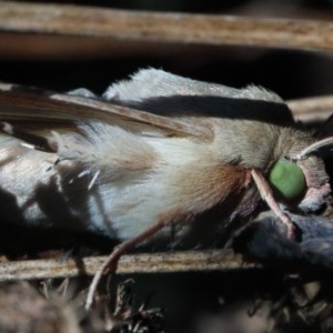 Helicoverpa (genus) at O'Connor, ACT - 1 Dec 2020