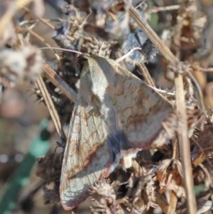 Helicoverpa (genus) at O'Connor, ACT - 1 Dec 2020