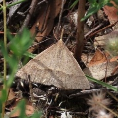 Epidesmia hypenaria (Long-nosed Epidesmia) at Tuggeranong Hill - 30 Nov 2020 by Owen