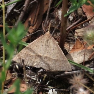 Epidesmia hypenaria at Theodore, ACT - 30 Nov 2020