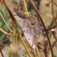 Dissomorphia australiaria (Dissomorphia australiaria) at Theodore, ACT - 30 Nov 2020 by Owen