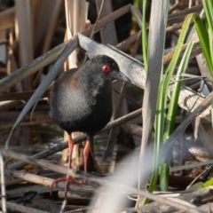 Zapornia tabuensis (Spotless Crake) at Fyshwick, ACT - 26 Nov 2020 by rawshorty