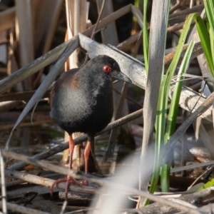 Zapornia tabuensis at Fyshwick, ACT - 27 Nov 2020