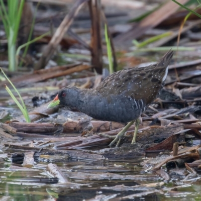 Porzana fluminea (Australian Spotted Crake) at Fyshwick, ACT - 28 Nov 2020 by rawshorty