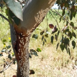 Eriococcidae sp. on Eucalyptus blakelyi at Hume, ACT - 26 Nov 2020 11:52 AM