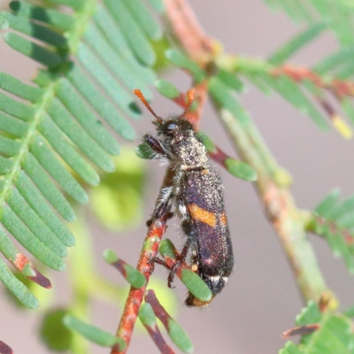 Eleale pulchra (Clerid beetle) at Acton, ACT - 1 Dec 2020 by ConBoekel