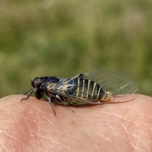 Popplepsalta notialis incitata at Googong, NSW - 28 Nov 2020