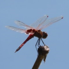 Tramea loewii (Common Glider) at Fyshwick, ACT - 1 Dec 2020 by roymcd