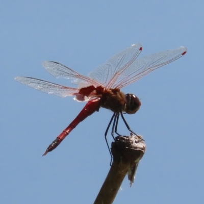 Tramea loewii (Common Glider) at Fyshwick, ACT - 1 Dec 2020 by roymcd