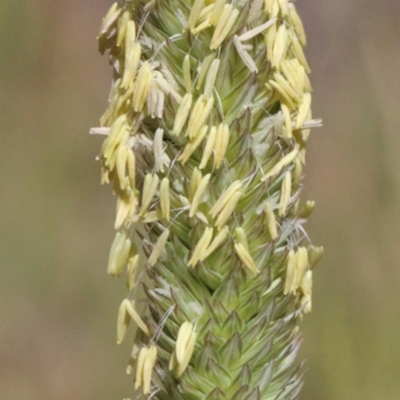 Phalaris aquatica (Phalaris, Australian Canary Grass) at O'Connor, ACT - 30 Nov 2020 by ConBoekel