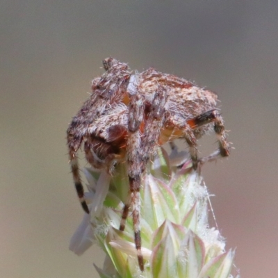 Araneinae (subfamily) (Orb weaver) at O'Connor, ACT - 30 Nov 2020 by ConBoekel