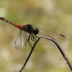 Diplacodes melanopsis at Fyshwick, ACT - 1 Dec 2020