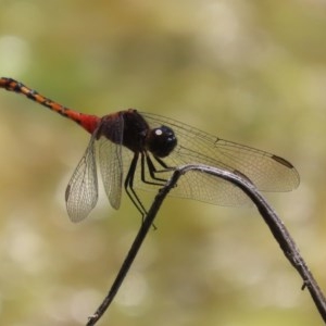 Diplacodes melanopsis at Fyshwick, ACT - 1 Dec 2020