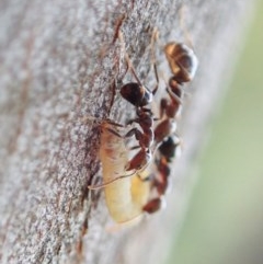 Papyrius nitidus (Shining Coconut Ant) at Holt, ACT - 23 Nov 2020 by CathB