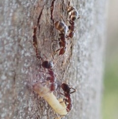 Papyrius nitidus at Holt, ACT - suppressed