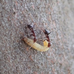 Papyrius nitidus at Holt, ACT - 24 Nov 2020