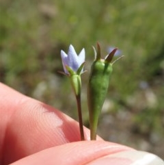 Wahlenbergia multicaulis (Tadgell's Bluebell) at Mount Painter - 4 Nov 2020 by CathB