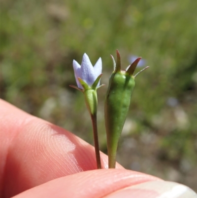 Wahlenbergia multicaulis (Tadgell's Bluebell) at Cook, ACT - 4 Nov 2020 by CathB